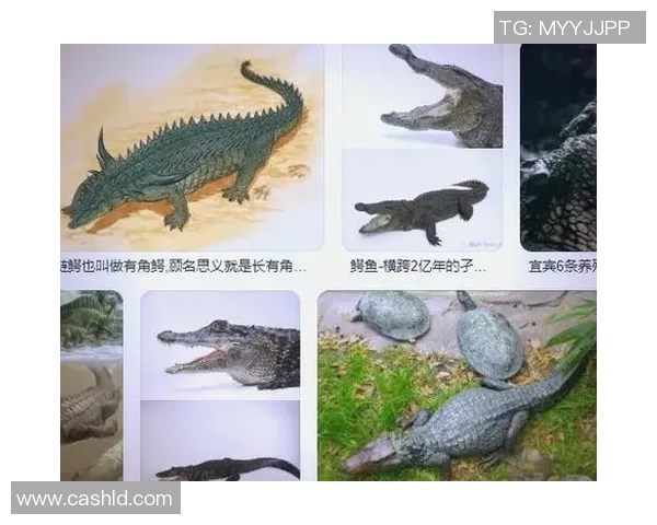 探索Bin鳄鱼传送的奥秘与应用潜力揭示未来科技的新方向